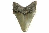 Serrated, Juvenile Megalodon Tooth - North Carolina #344338-1